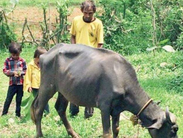 भालाजी डामोर पूरी तरह से दृष्टिबाधित हैं. 1998 में दृष्टिबाधित खिलाड़ियों के विश्वकप में इन्होंने अपने शानदार प्रदर्शन से सबको हैरान कर दिया था.