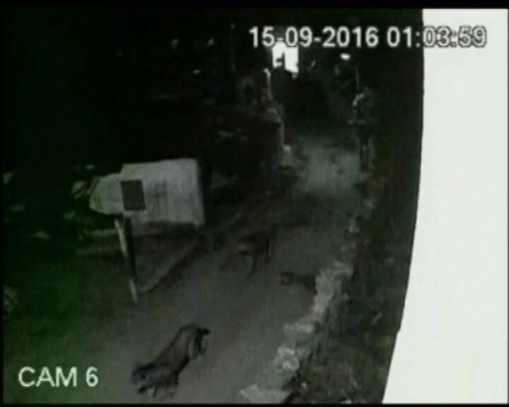 फुटेज में यह भी दिखा की शेरों के गांव में घुसते ही वहां के जानवर जान बचा के भागते दिखे.