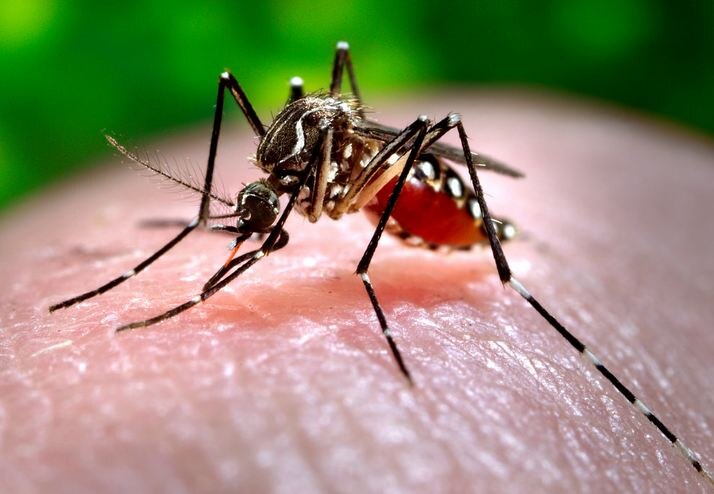 Dengue And Chikungunya Is Growing Year By Year In India ALERT: सरकारी आंकड़ों के मुताबिक साल दर साल बढ़ रहा है डेंगू-चिकनगुनिया का खतरा