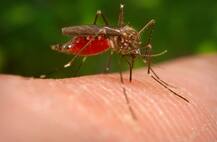 दिल्ली में डेंगू के मामले बढ़कर 5,870 हुये