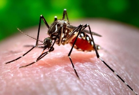 20 Chikungunya Cases Six Of Dengue In January After Season End सावधान! फिर से पैर पसार रहा है चिकनगुनिया और डेंगू