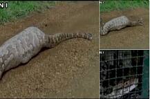 गुजरात: नील गाय निगलने वाले अजगर की हालत ख़राब!