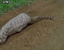 गुजरात: नील गाय निगलने वाले अजगर की हालत ख़राब!