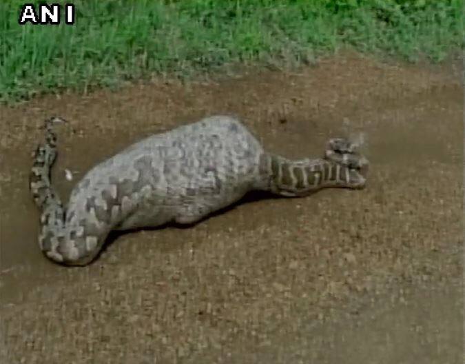 नील गाय निगलने वाले इस अजगर की हालत ऐसी हो गई थी कि इससे हिला भी नहीं जा रहा था.