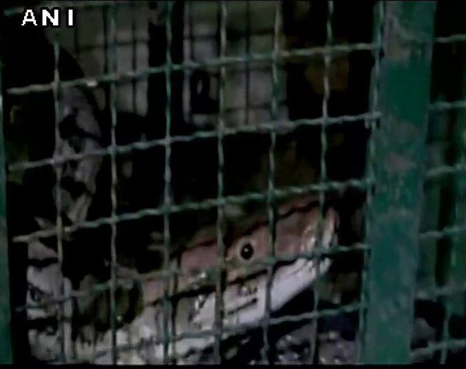   बाद में वन विभाग वालों ने अजगर को गिरनार वाइल्ड लाइफ सेंक्चुरी की देख-रेख में रखा है.