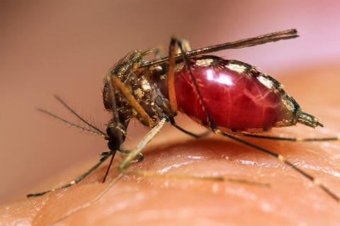 79 Chikungunya Cases In Delhi 24 Of Dengue दिल्ली में बढ़े चिकनगुनिया और डेंगू के मामले
