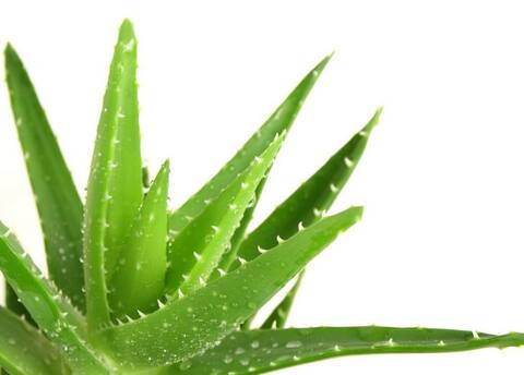 जोड़ों के दर्द से लेकर गैस की समस्या तक से छुटकारा दिला सकता है ये एलोवेरा जूस!  