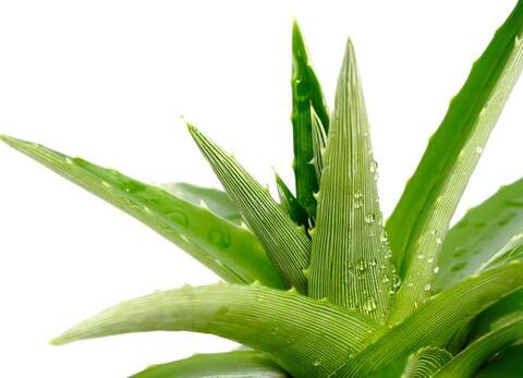 जोड़ों के दर्द से लेकर गैस की समस्या तक से छुटकारा दिला सकता है ये एलोवेरा जूस!  