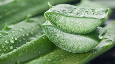 जोड़ों के दर्द से लेकर गैस की समस्या तक से छुटकारा दिला सकता है ये एलोवेरा जूस!  