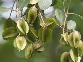 Arjuna To High Blood Pressure And Hypertension घबराहट या नींद ना आए तो ऐसे करें अर्जुन हर्ब का प्रयोग!