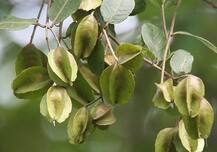 हाई बी.पी से लेकर नींद तक की समस्या को ठीक कर सकती है ये हर्ब!