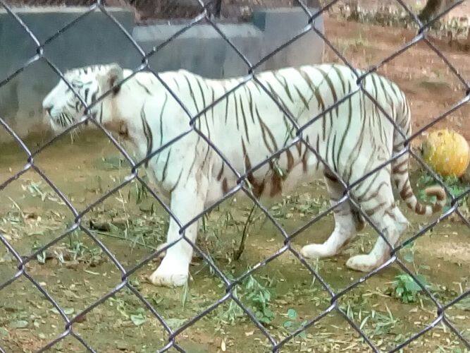 रामा को सोमवार रात को खाने में बीफ दिया गया था. मंगलवार शाम को उसे चिकन खिलाया गया. गुरुवार को उदयपुर पहुंचने की उम्मीद है. दरअसल इन जानवरों को एक्सचेंज प्रोग्राम के तहत एक राज्य से दूसरे राज्य में शिफ्ट किया जाता है. रामा को उदयपुर भेजा गया है जबकि जोधपुर और जयपुर से दो भेड़ियों को चेन्नई लाया गया है. अब क्योंकि उदयपुर में हिंदी और स्थानीय भाषा मेवाड़ी बोली जाती है. ऐसे में सफेद बाघ को हिंदी सिखाना होगा या कर्मचारियों को खुद तमिल भाषा सीखने की जरूरत पड़ेगी. दोनों काम बायोलॉजिकल पार्क के केयर टेकर और स्टाफ के लिए चुनौतीपूर्ण रहेगा.