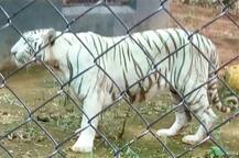 IN PICS: तमिल भाषी बाघ रामा कैसे सीखेगा मेवाड़ी! 