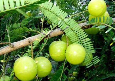 विटामिन सी के इतने सारे फायदे जान चौंक जाएंगे आप! 