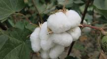 अब कपास रोग नियंत्रण में मिलेगी मदद