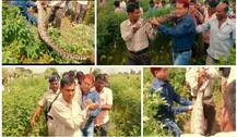महाराष्ट्र के बुलढाणा में पकड़ा गया 16 फुट का अजगर!