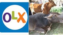 OLX पर गाय-भैंस बेच रहे हैं किसान, कमा रहे हैं ज्यादा मुनाफा