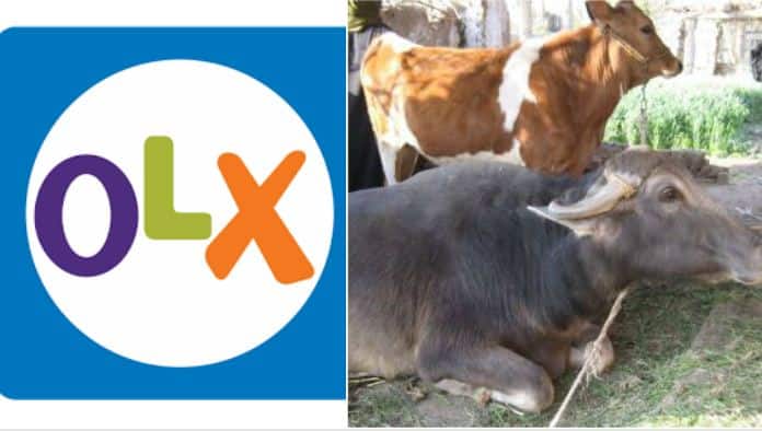 Business OLX पर गाय-भैंस बेच रहे हैं किसान, कमा रहे हैं ज्यादा मुनाफा