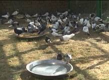 जासूसी के शक में डेढ सौ कबूतर जब्त, फलों की पेटी में कश्मीर भेजे जा रहे थे