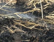 HC की हिदायत के बावजूद फसलों के अवशेष जला रहे हैं किसान, दिल्ली में परेशानी