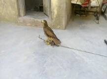 राजस्थान : कबूतर के बाद अब चिप लगाकर पाक ने भेजा \'जासूस बाज\'