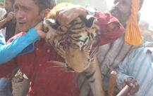 उत्तराखंड की मोस्ट वांटेड बाघिन का हुआ अंत, बरसाई गईं 11 गोलियां