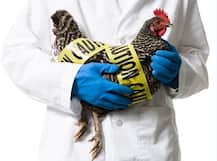 8.74 लाख पक्षियों को बर्ड फ्लू के कारण मारा गया: सरकार