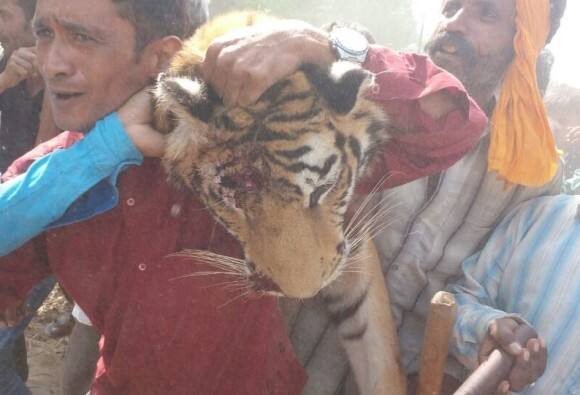 इस आदमखोर बाघिन को शूटर शिकारियों की भवानीपुर टोली ने मार गिराया. जिसके बाद लोगों में जश्न का माहौल देखने को मिला. मरी हुई बाघिन के शव को लेकर लोग जश्न में डूबे हुए दिखाई दिए. आदमखोर बाघिन के अंत से रामनगर के लोग राहत महसूस कर रहे हैं. करीब तीन साल की बाघिन पर 6 सितम्बर के बाद से दो लोगों को मारने और 5 लोगों को घायल करने का आरोप है.