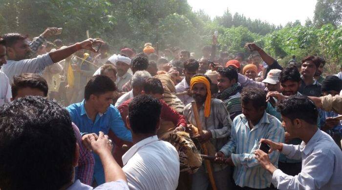 लोगों का कहना है कि इस बाघिन के खौफ की वजह से उनके बच्चे स्कूल भी नहीं जा पा रहे थे. लोगों की जान को खतरा बन चुकी इस बाघिन को वन विभाग ने आदमखोर घोषित कर दिया था. वनविभाग के अधिकारियों ने इसे पकड़ने के लिए हेलीकॉप्टर, ड्रोन कैमरे, दर्जनों कैमरा ट्रैप, तीन हाथी, शिकारी कुत्ते और सैकड़ों लोगों को लगाया था. इसपर वन विभाग को करीब 70 लाख रूपये खर्च करने पड़े.