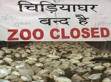 बर्ड फ्लू: दिल्ली के बाद ग्वालियर के चिड़ियाघर में भी 15 पक्षियों की मौत