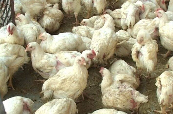 Bird Flu India Declares Itself Free From Avian Influenza भारत ने खुद को बर्डफ्लू से मुक्त घोषित किया