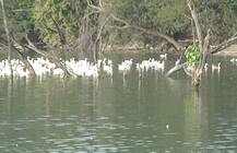 बर्ड फ्लू: दिल्ली में करीब 40 पक्षियों की मौत, सरकार ने बनाई 3 सदस्यीय कमेटी