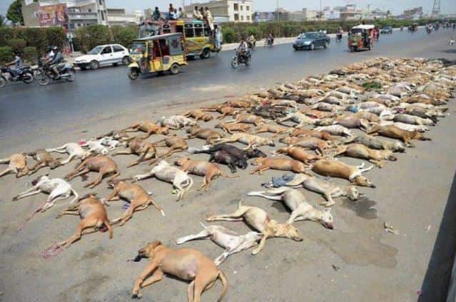 पाकिस्तान में कुत्तों के प्रति किसी भी तरह की कोई दया नहीं दिखाई जा रही हैं और उन्हें लगातार जहर देकर मारा जा रहा है.