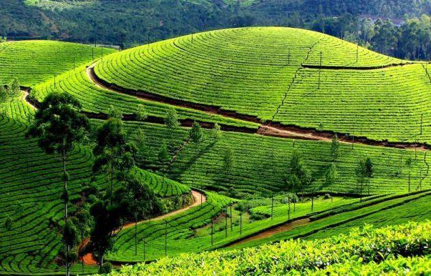  'मुन्नार' की हरियाली के आगे आपकी आंखें खुली की खुली रह जांएगी. 