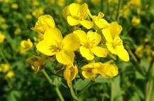 जीएम सरसों पर संसदीय समिति का ध्यान, विवाद के बाद किया जा रहा विचार