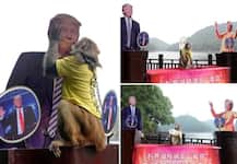 चीन के बंदर ने की भविष्यवाणी, ‘ट्रंप ही होंगे अमेरिका के अगले राष्ट्रपति’