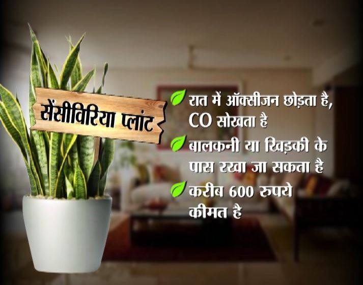 सेंसीवीरिया प्लांट – ये एकमात्र पौधा है जो रात में ऑक्सीजन रिलीज करता है और कार्बन मोनो ऑक्साइड सोखता है. इसे बालकनी या फिर खिड़की के पास रखा जा सकता है. इस पौछे की कीमत 6 सौ रुपये है.  