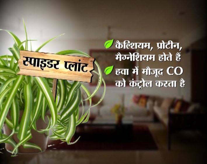 स्पाइडर प्लांट - स्पाइडर प्लांट के जरिये कैल्शियम, प्रोटीन, मैग्नेशियम और कई जरूरी एंटी ऑक्सीडेंट्स मिलते हैं. जिससे हवा में मौजूद हानिकारक कार्बन मोनोऑक्साइड कंट्रोल होती है. जिन रसोईघरों में गैस स्टोव लगे हैं वहां इसका बेहतरीन असर दिखता है. 70 रुपये में ये पौधे मिल जाते हैं. 