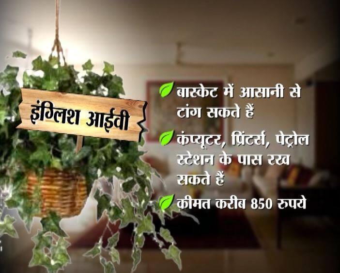 इंग्लिश आइवी – इस प्लांट को भी बास्केट में आसानी से टांगा जा सकता है. इस प्लांट को कंप्‍यूटर, प्रिंटर्स, फैक्स मशीनें और पेट्रोल स्टेशन- जैसी जगहों पर लगाने के ज्यादा फायदे हैं. 