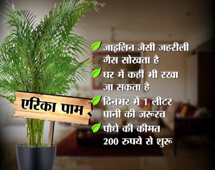 एरिका पाम - इसे बटरफ्लाई पाम के नाम से भी जाना जाता है. जाइलिन जैसी कई जहरीली गैसों को अपने अंदर खींच लेता है. इसे घर में कहीं भी रखा जा सकता है लेकिन कार्पेट वाले कमरों में ये ज्यादा असर करता है. इस पौधे को दिन में एक लीटर पानी चाहिए. 200 रुपये से इसकी कीमत शुरू हो जाती है.