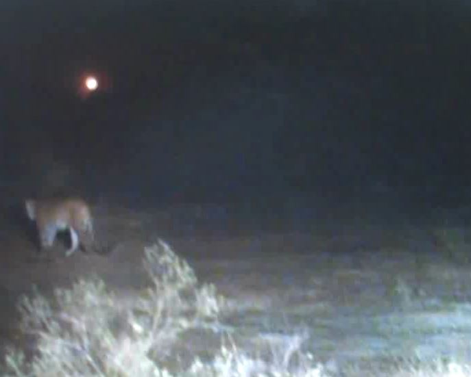 यमुना बायो डायवर्सिटी पार्क में आया तेंदुआ, जंग हुए खुश!