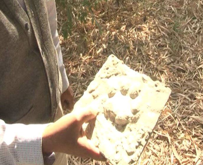 जब अफसरों ने पार्क की मिट्टी चेक की तो उन्हें पता चला कि यह किसी बड़ी बिल्ली के पैरों के निशान हैं. इसकी जानकारी तुरंत उपराज्यपाल नजीब जंग को दी गई कि पार्क में बड़ी बिल्ली नजर आई है. इस सूचना से जंग काफी खुश हुए और पार्क की तारीफ की कि वहां कोई खास जानवर नजर आया है. चूंकि यह पार्क डीडीए का है और जंग डीडीए के मुखिया हैं. इसलिए उन्हें सूचित करना आवश्यक था.