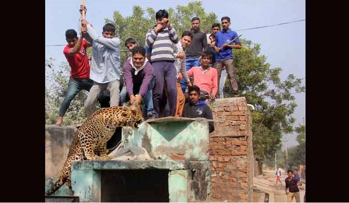 साइबर सिटी के नाम से मशहूर हरियाणा के गुरुग्राम के मंडावर गांव में ग्रामीणों ने एक तेंदुए को पीट-पीटकर मार डाला.