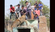 गुरुग्राम के मंडावर गांव में घुसे तेंदुए को लोगों में उतारा मौत के घाट