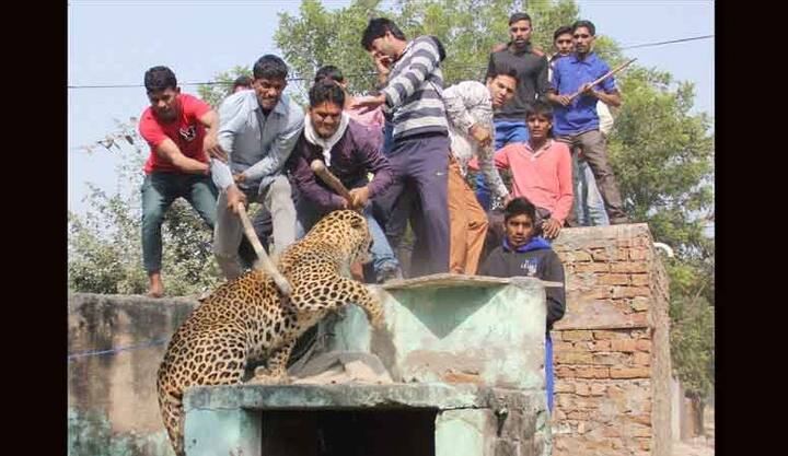 बीते गुरुवार को लोगों और तेंदुए के बीच करीब तीन घंटे तक ज़िंदगी और मौत का खेल चलता रहा.