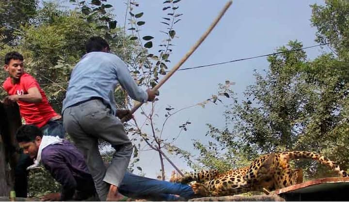 तेंदुए ने गांव के लोगों पर जानलेवा हमला किया जिसमें शामिल घायलों में एक पुलिस वाले भी है.