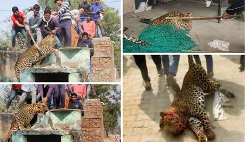 गुरुग्राम के मंडावर गांव में घुसे तेंदुए को लोगों में उतारा मौत के घाट गुरुग्राम के मंडावर गांव में घुसे तेंदुए को लोगों में उतारा मौत के घाट