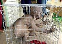 केरल और कर्नाटक के बॉर्डर पर पकड़े गए एलियन का सच!