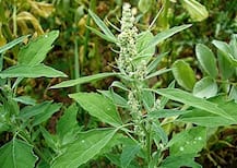 बच्चे के जन्म के बाद बथुए को इस तरह से खाएंगे तो नहीं होगी कोई बीमारी!