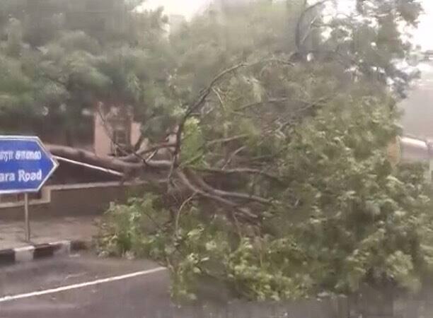 तूफान के कारण अब तक करीब डेढ़ सौ पेड़ उखड़ चुके हैं.